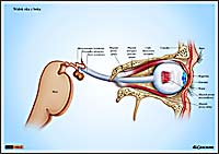 ilustracja medyczna, naukowa, anatomiczna - budowa oka ludzkiego
