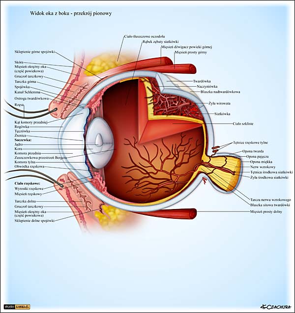 ilustracja medyczna, naukowa, anatomiczna - budowa oka ludzkiego