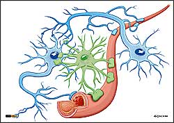 ilustracja medyczna, naukowa, anatomiczna - wizualizacja  komrek nerwowych, glejowcych i naczy krwiononych fizjologicznych